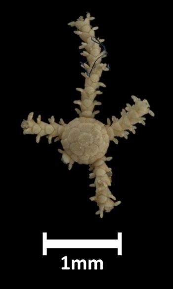 Media type: image;   Invertebrate Zoology OPH-5908 Description: Top down view of single ophiuroid specimen with a scale bar.;  Aspect: dorsal
